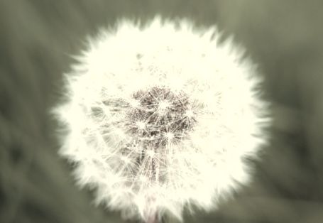 dandelion.jpg